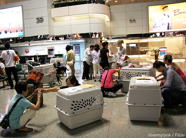 When moving overseas with a pet, you need to do evrything possible to ensure your animal friend's safety and comfort.