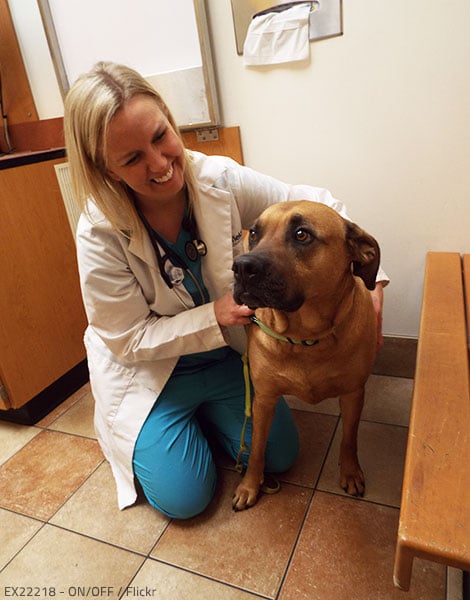 When taking your pet abroad, you need to make sure your animal friend is healthy enough to make the long trip and has all the required vaccinations.