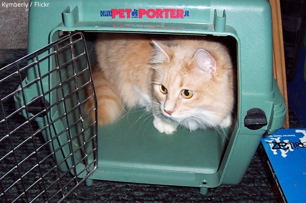 Moving to another country with pets is quite an adventure.