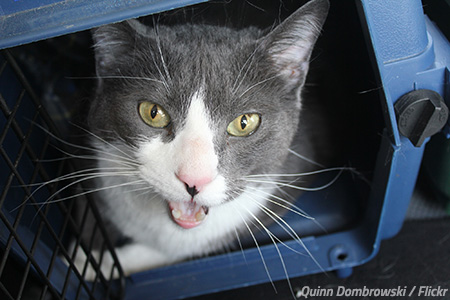 How to move a cat to another home