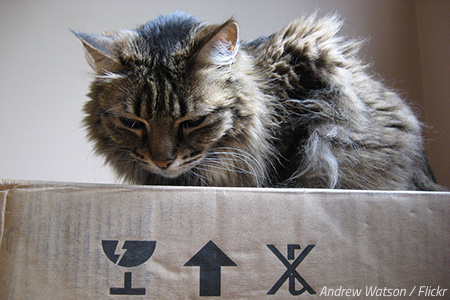 How to move a cat across country?
