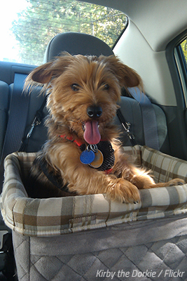 how to move pets from one state to another