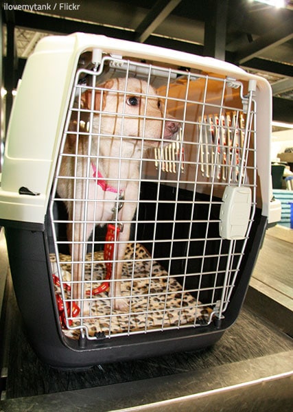 Make sure your pet crate meets the regulations of your chosen airline.