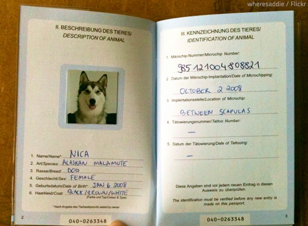 Moving pets overseas requires a lot of documents.
