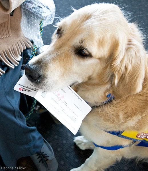 How much does it cost to move a dog overseas?