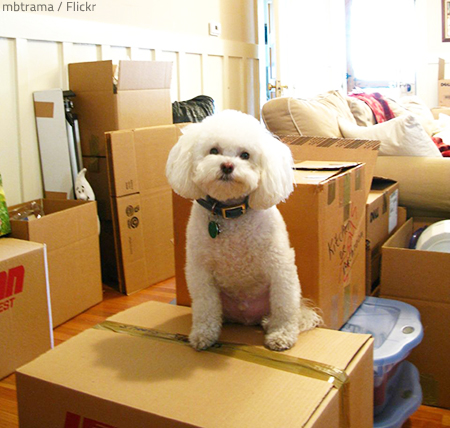 Your pets may be a bit scared during the first day in your new house or apartment.