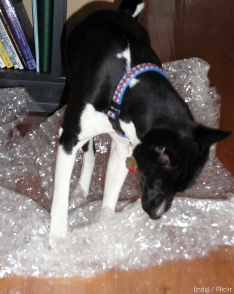Bubble wrap is your best friend when moving house.