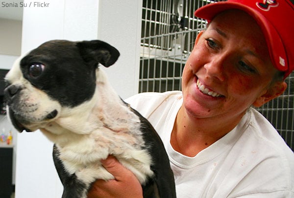 International pet movers know how to move a pet abroad safely and hassle-free.
